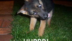 Hurr suddenly This thread