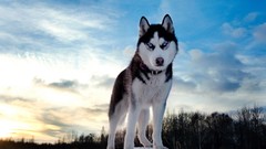 Husky