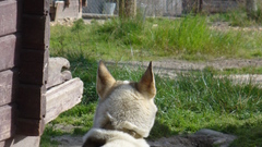 Husky think these were