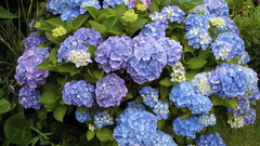 Hydrangea blue Flowers flower