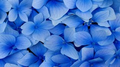 Hydrangea blue flowers nature