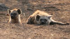 Hyenas
