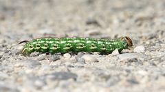 Hyloicus pinastri caterpillar richard