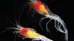 Hymenodora glacialis 2000 isotope