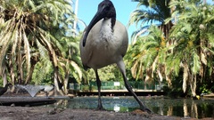ibis Birds Animals