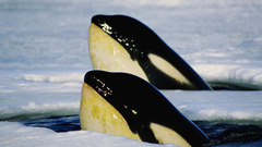 Ice Animals killer whales