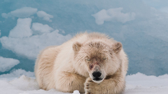 Ice Animals sleeping Polar