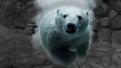 Ice Animals swimming Polar