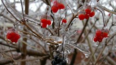 Ice Berries food Food