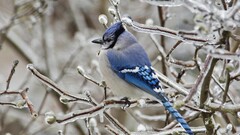 ice Birds blue Animals wildlife cold winter