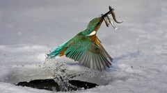 ice Birds fish Animals water