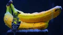 Ice Birds fruits food