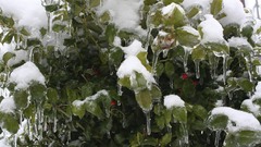 Ice bush high