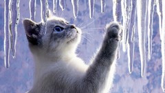Ice cats Animals