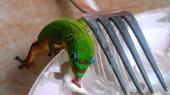 Ice cream national geographic