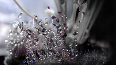 Ice crystals photography nature