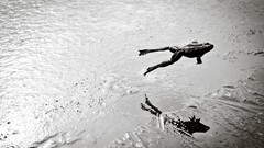 Ice Frozen Frogs monochrome jumping grayscale