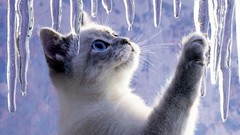 Ice Kittens