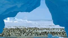 Ice Landscapes Birds Penguins
