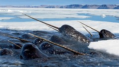 Ice Narwhal