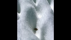 Ice nature cold Butterflies