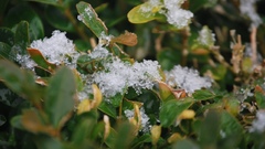 Ice nature leaves frost