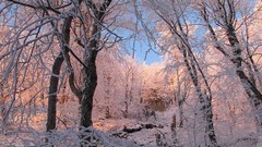 Ice nature Trees