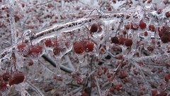 Ice nature Trees Berries