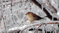Ice nature Trees Birds