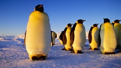 Ice Penguins