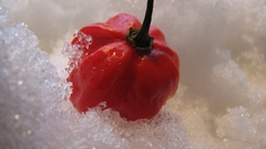 Ice pepper full habanero
