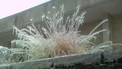 Ice Plant winter nature