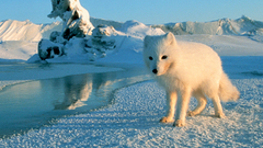 Ice snow arctic fox