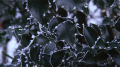 Ice snow leaves crystals