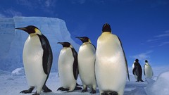 Ice snow Penguins Sea