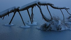 Ice snow Trees grass
