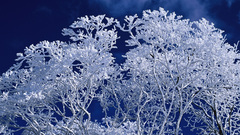 Ice tree nature cold