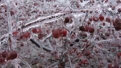 ice Trees raspberries food cold cherries fruit