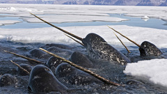 Ice white Narwhal