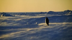 Ice winter snow Penguins