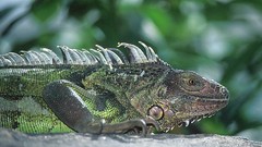 Iguana