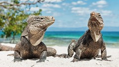 Iguana Beaches Reptiles blurred background