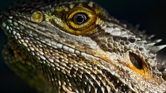 Iguana close-up lizards