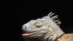 Iguana Reptiles