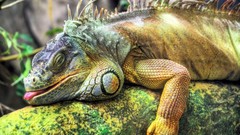 Iguana Reptiles