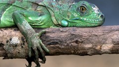 Iguana Reptiles