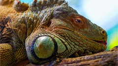 Iguana Reptiles