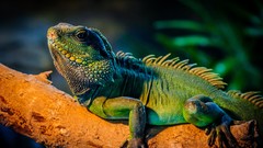 Iguana Reptiles