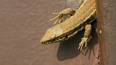 Iguana Reptiles lizards