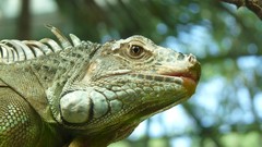 Iguana Reptiles tropical